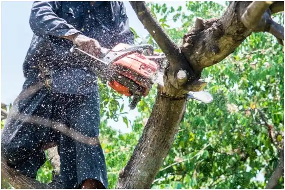 tree services St. Helens